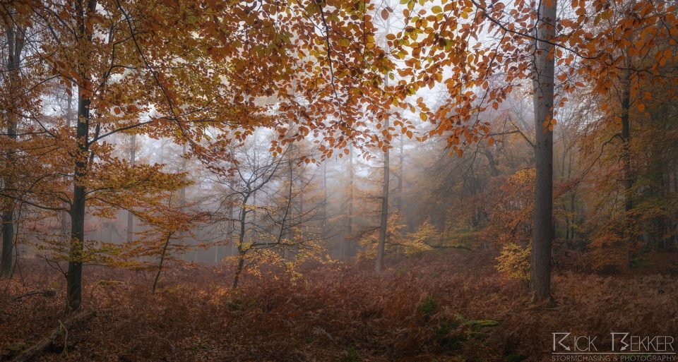 Speulderbos Autumn