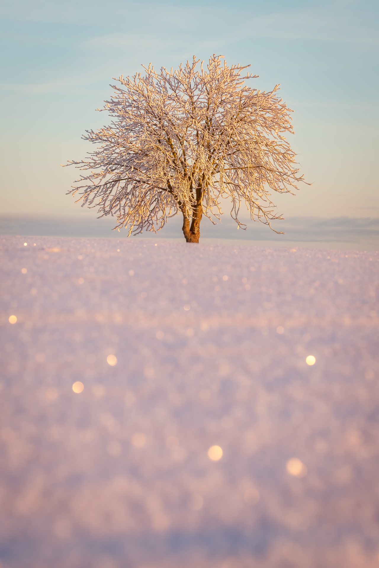 Eisbaum – Foto von Christoph Schaarschmidt