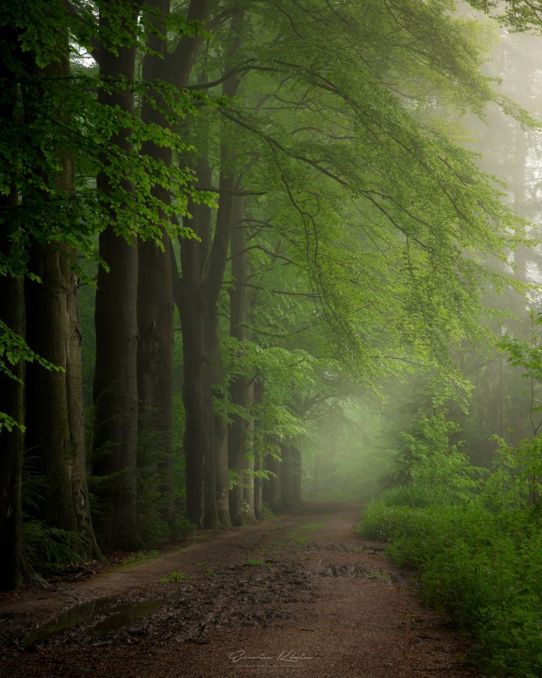 Wet Forest