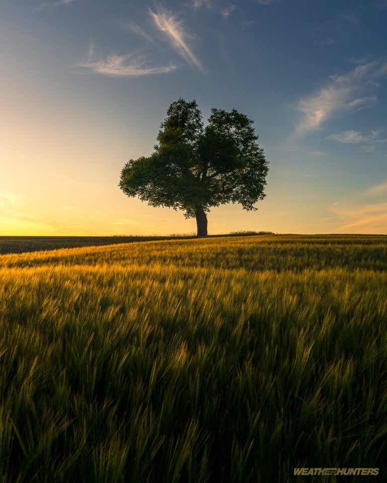Einsamer Baum im goldenen Licht