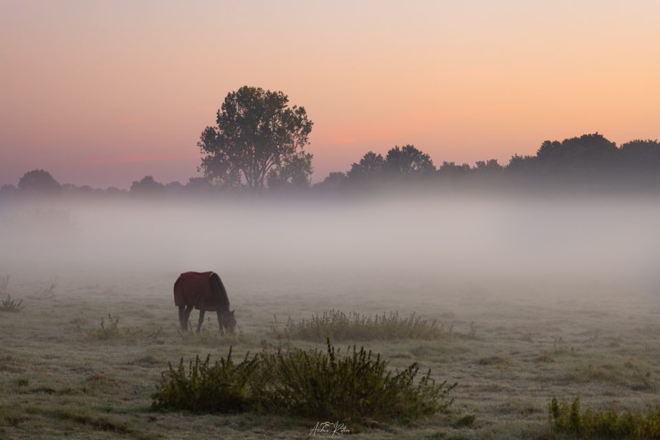Nebeliger Herbstmorgen