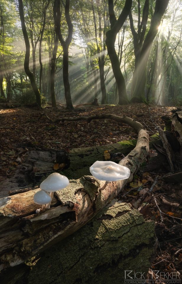 Speulderbos Magic
