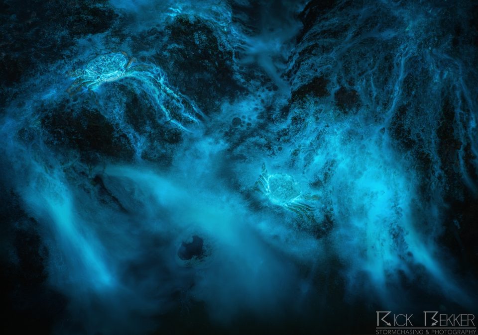 bioluminescence