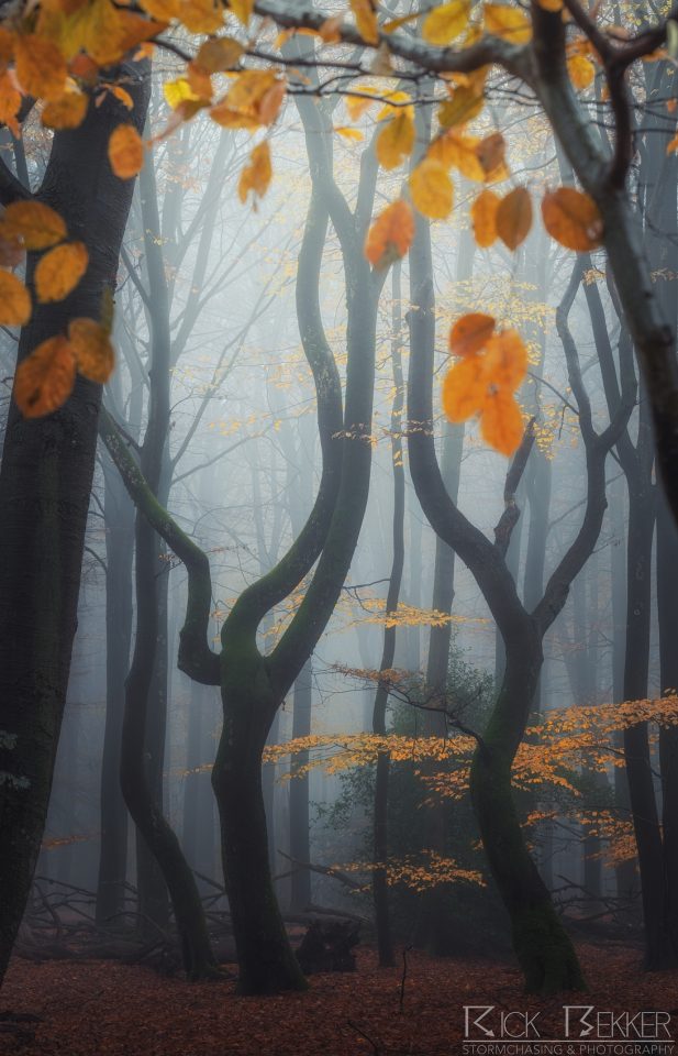Speulderbos Autumn
