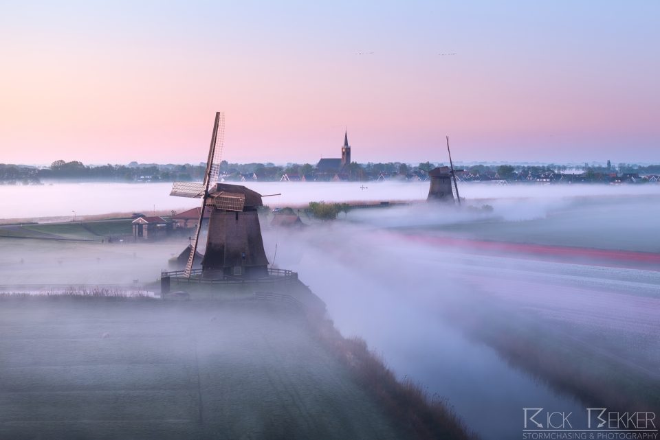 Foggy spring tulips