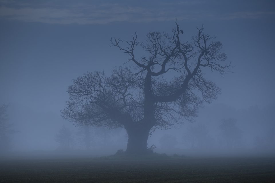 Blue Hour Fog