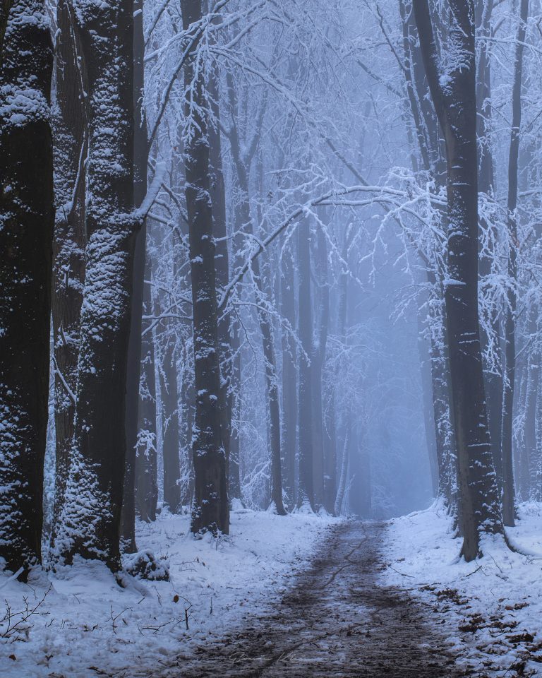 Snow & Fog