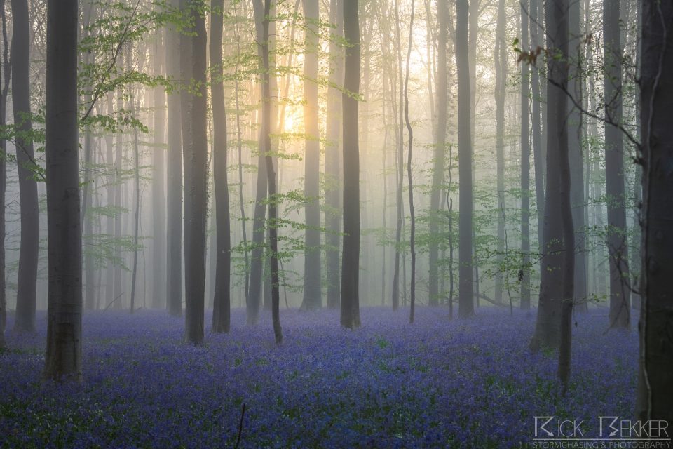 Hallerbos spring vibes