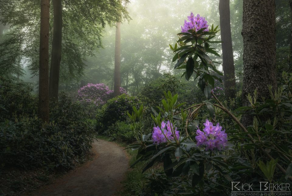 Spring morning