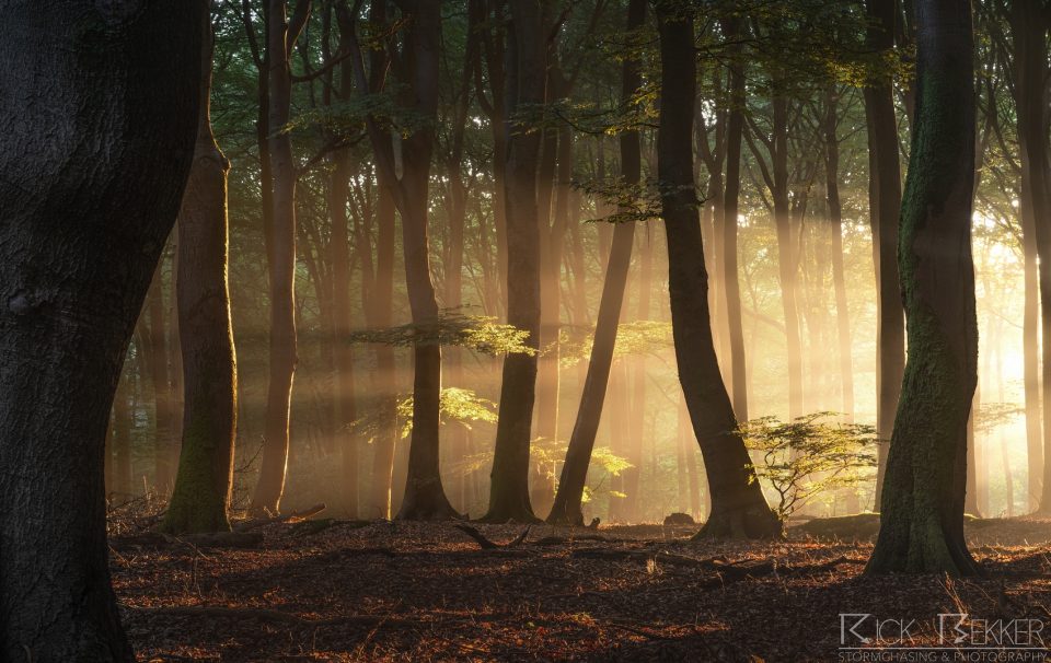 Speulderbos magic