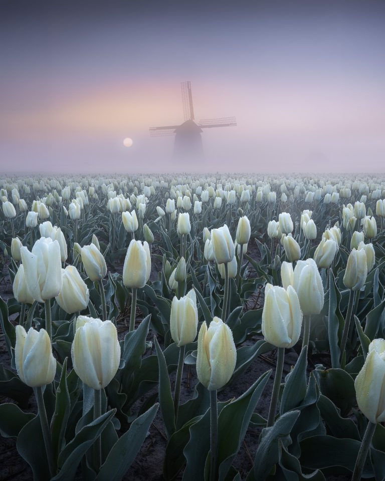 Typical Dutch