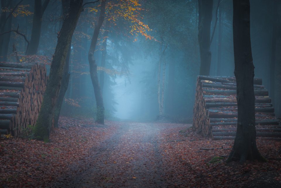 Fog in the woods