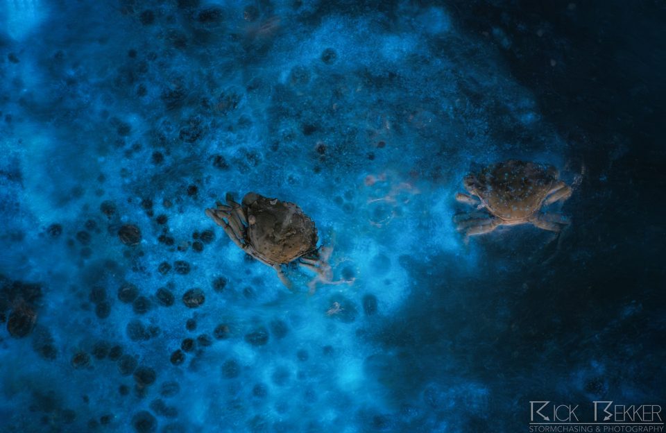 bioluminescence
