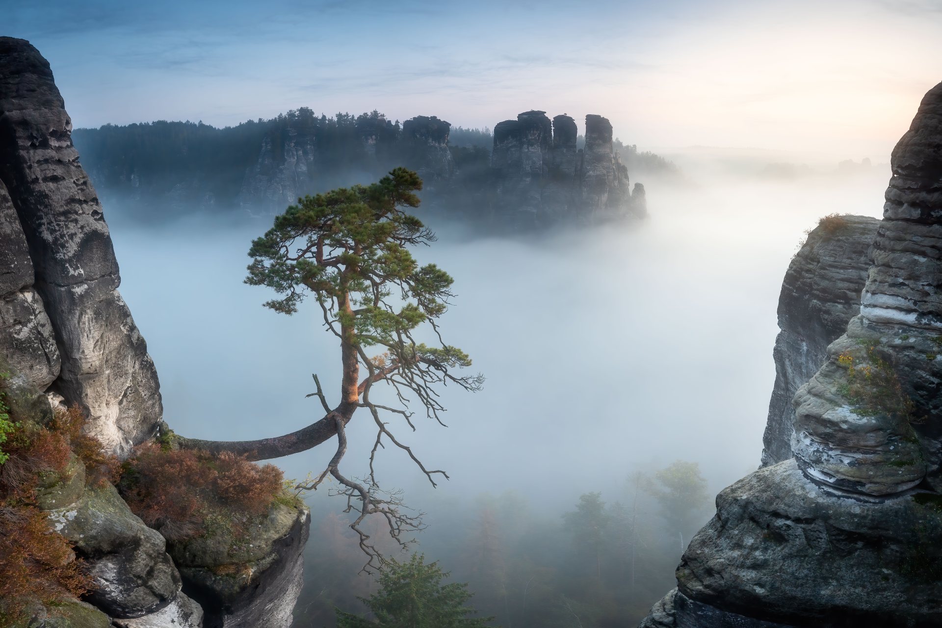 Pölking Kiefer – Foto von Christoph Schaarschmidt
