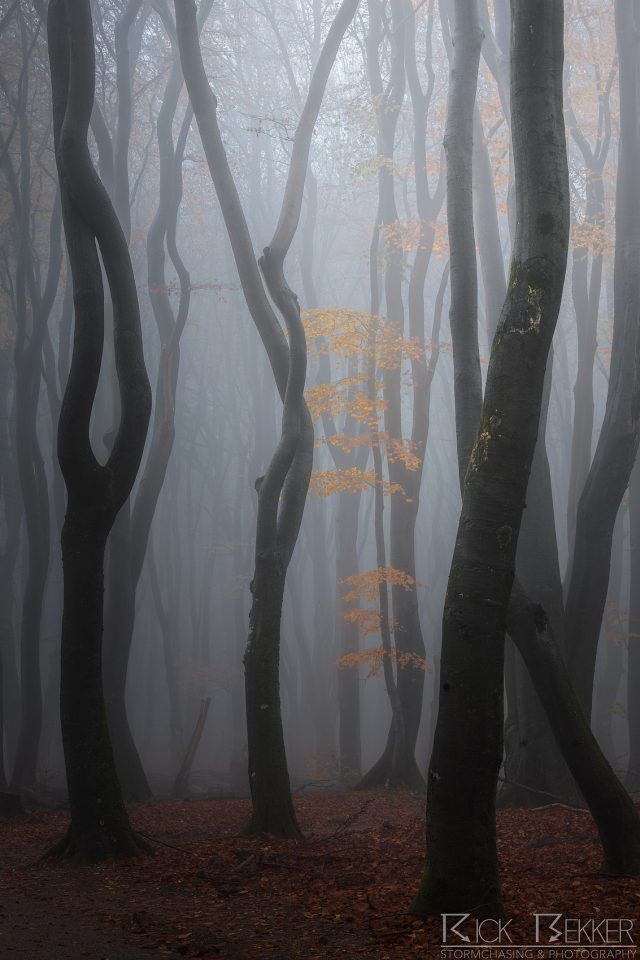 Speulderbos Autumn
