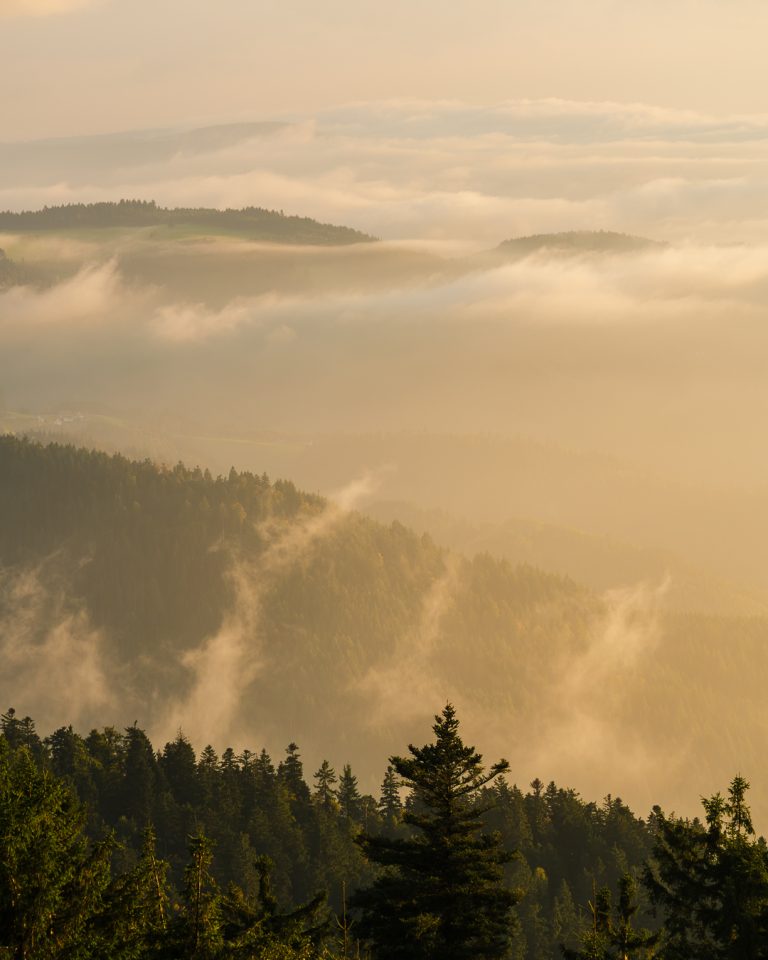 Im goldenen Nebelmeer
