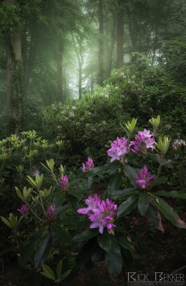 Spring morning