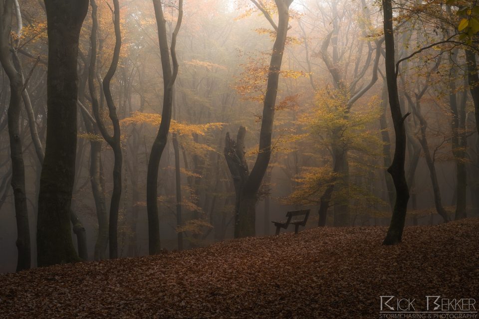Speulderbos Autumn