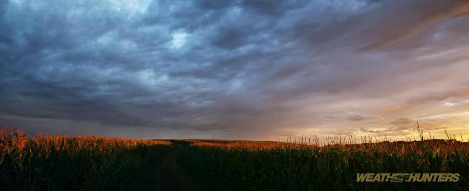 letztes Abendlicht über einem Maisfeld
