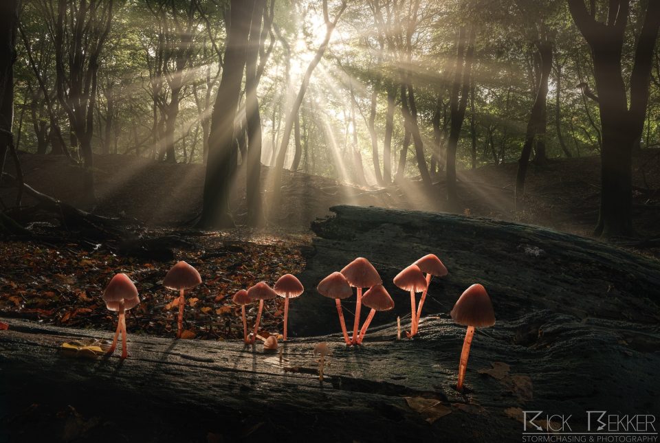 Speulderbos Magic