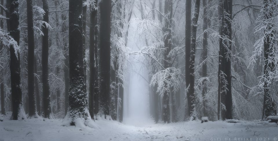 A Quiet Morning In The Snowy Forest
