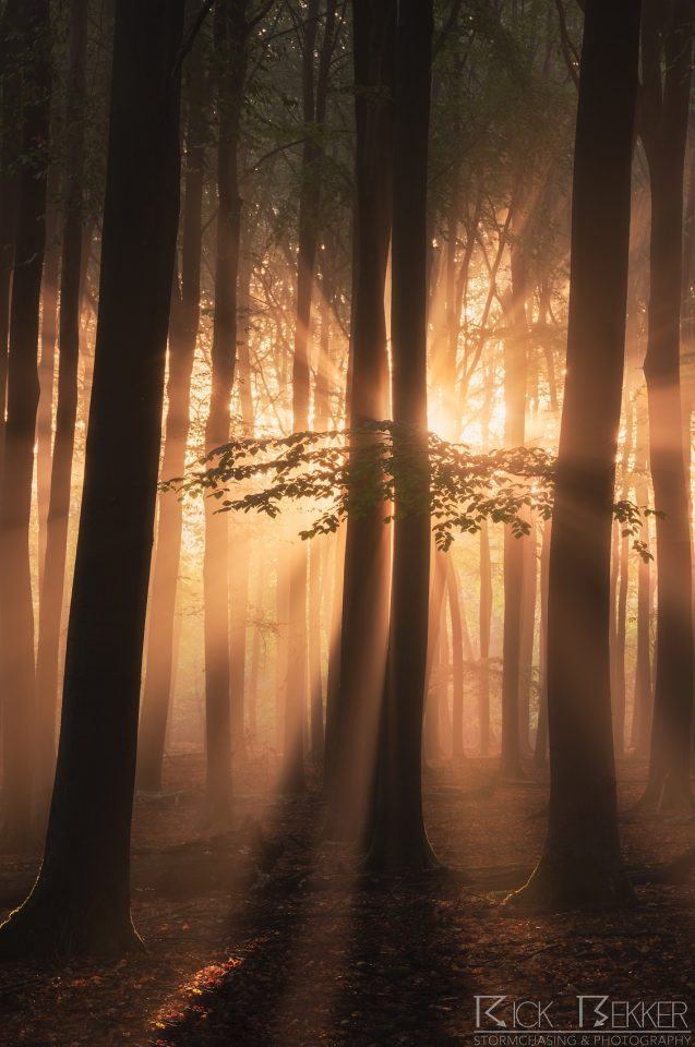 Speulderbos Autumn