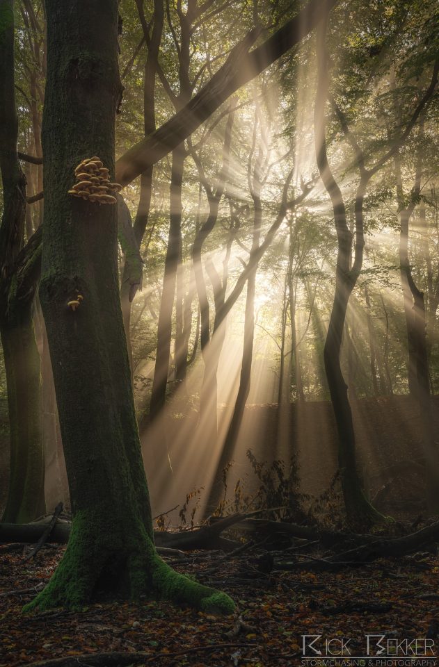Speulderbos Magic