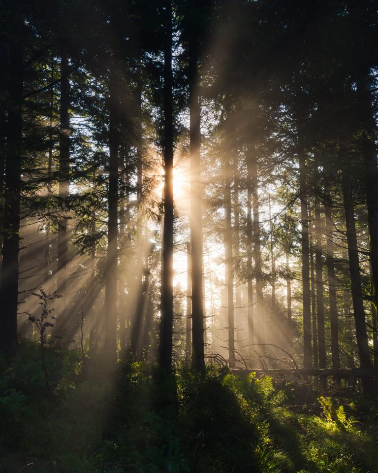 Das Erwachen des Waldes