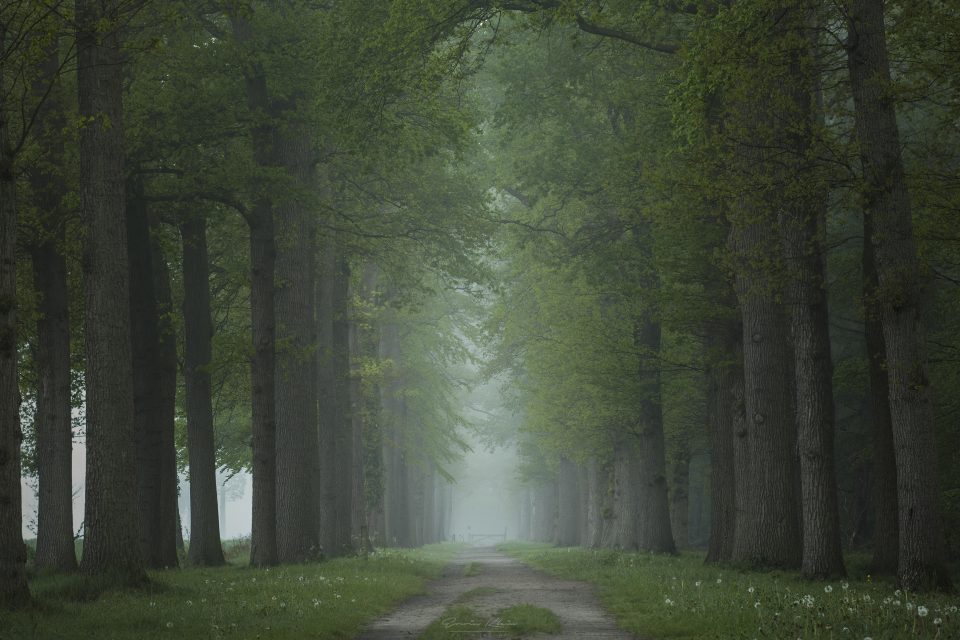 Hazy Forest