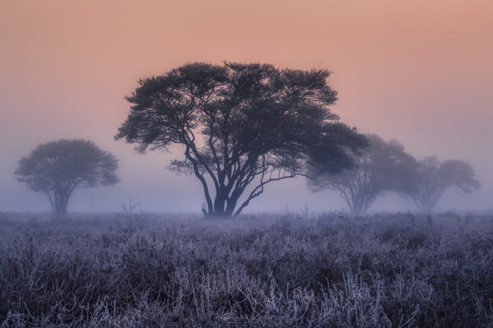 Foggy morning