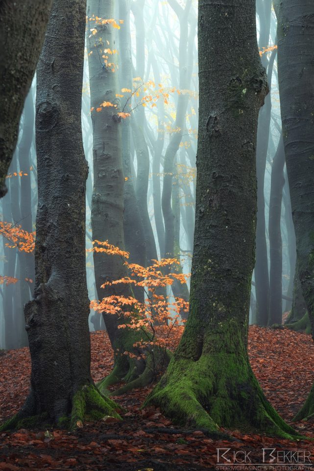 Speulderbos Autumn