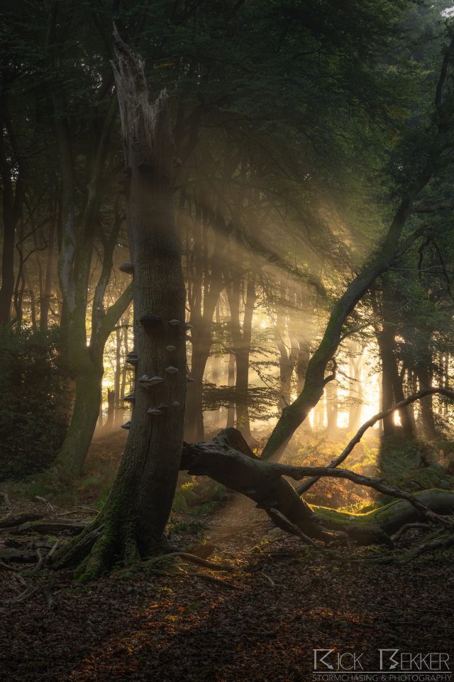 Speulderbos Magic