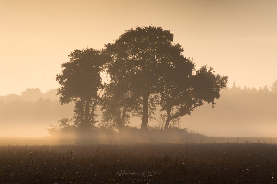 Trees in Fog