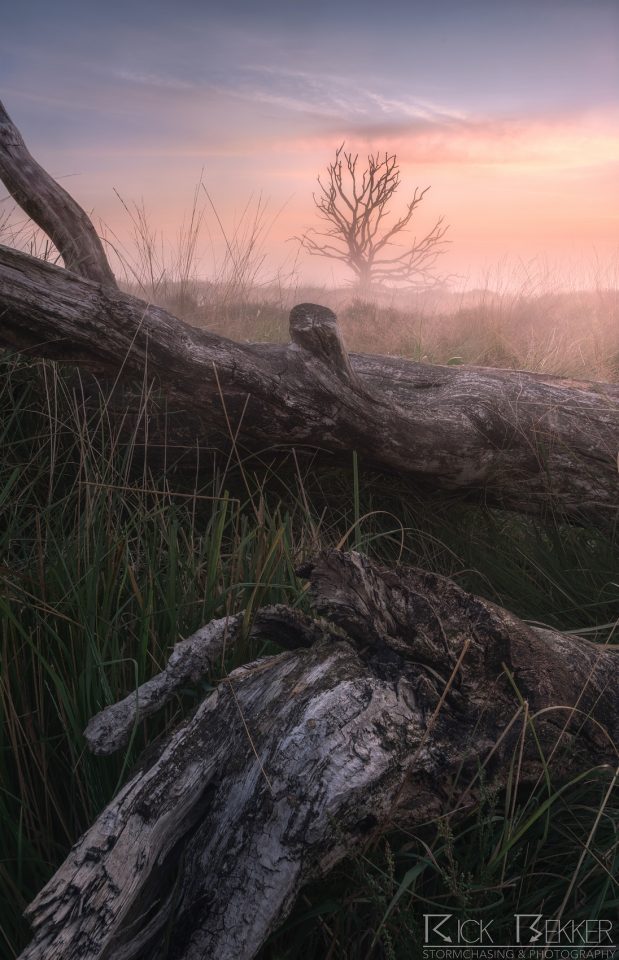morning fog