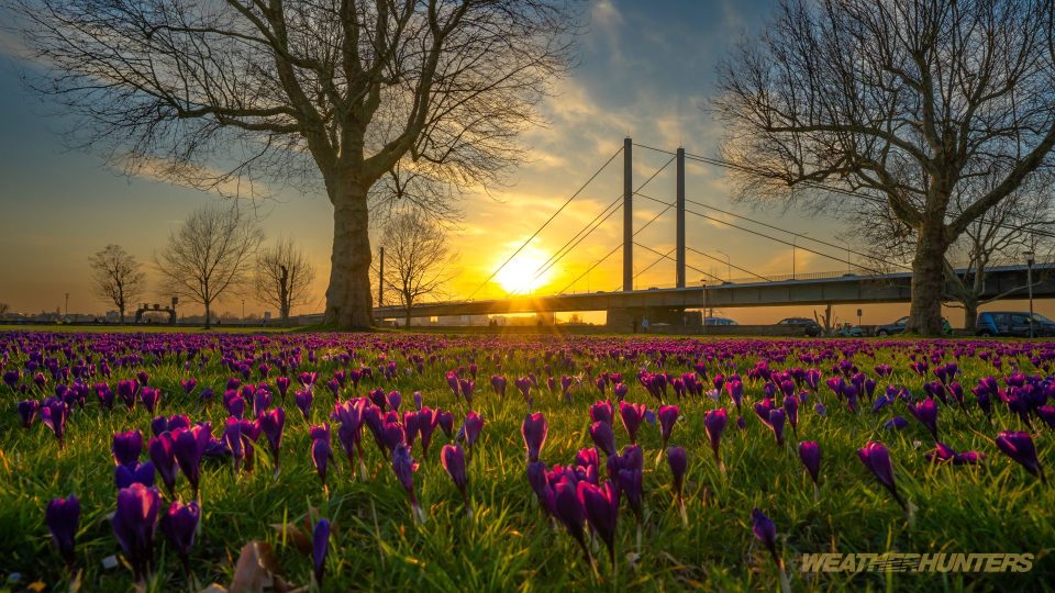 Krokusblüte im Abendlicht
