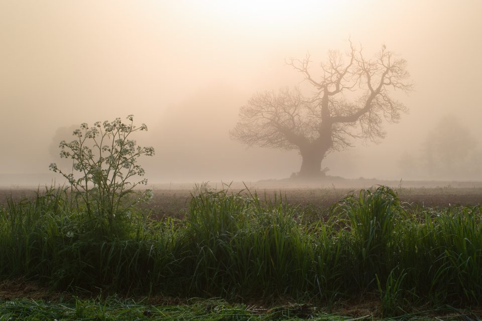 Foggy Sunrise