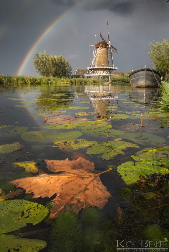 dutch rainbow