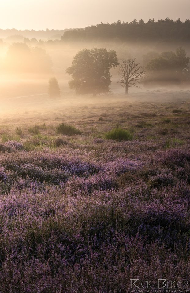 Foggy heatherfeelds