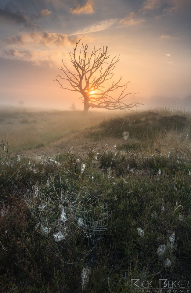 morning fog
