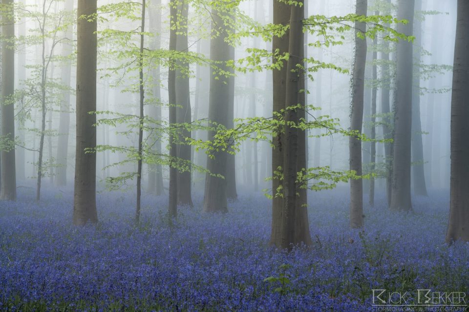 Hallerbos spring vibes