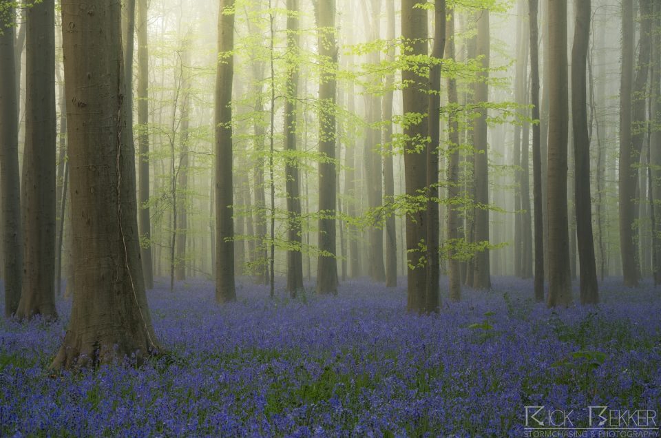 Hallerbos spring vibes