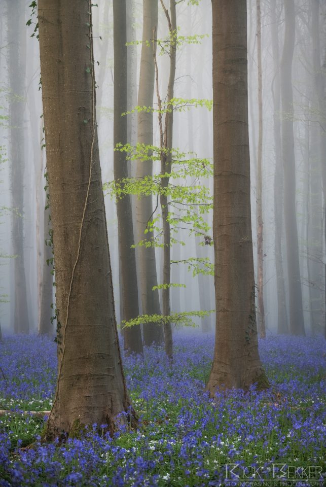 Hallerbos spring vibes