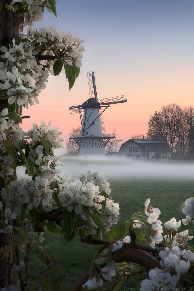 Blossom
