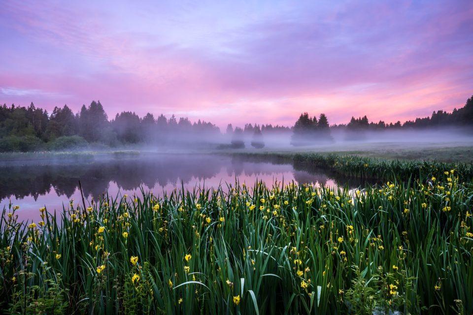 Wachseldornmoos