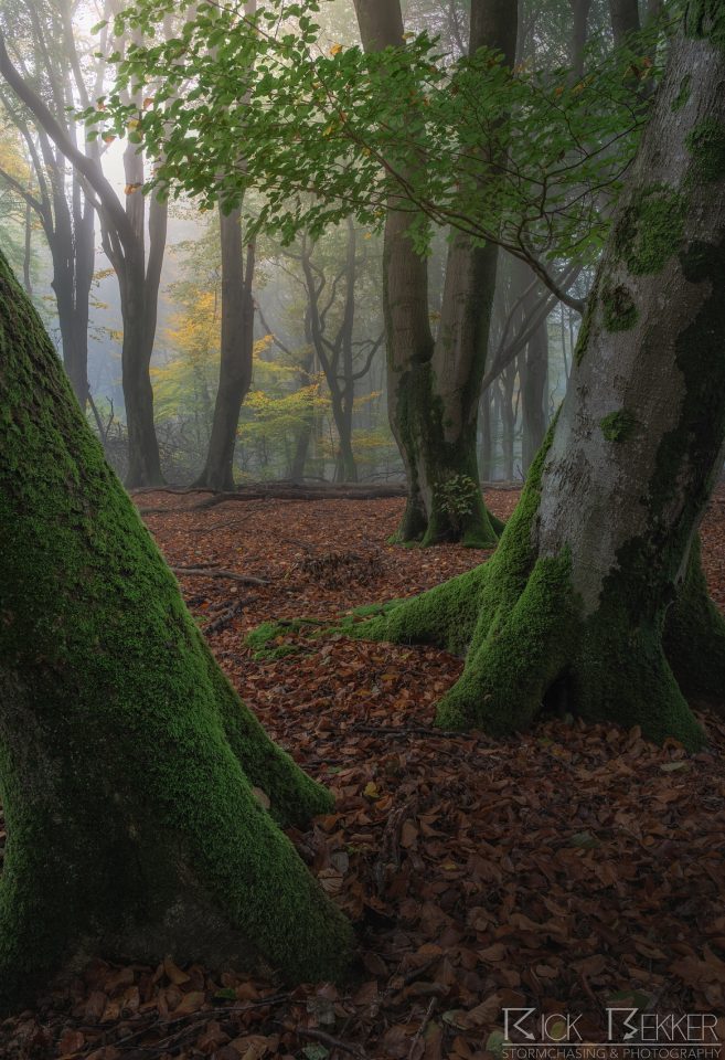 Speulderbos