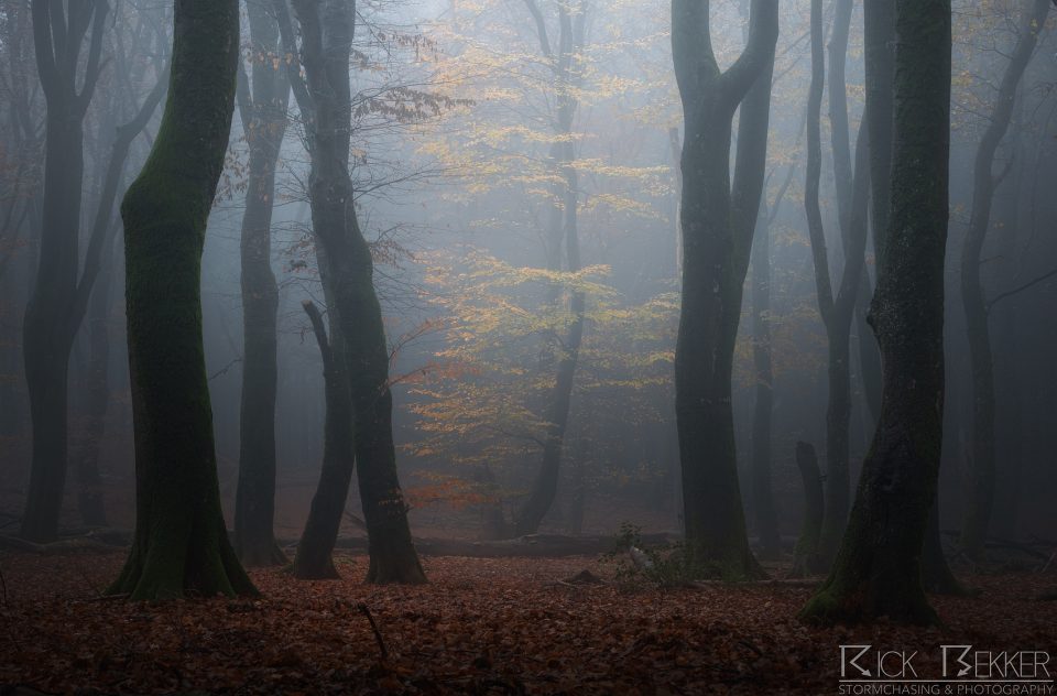 Speulderbos Autumn