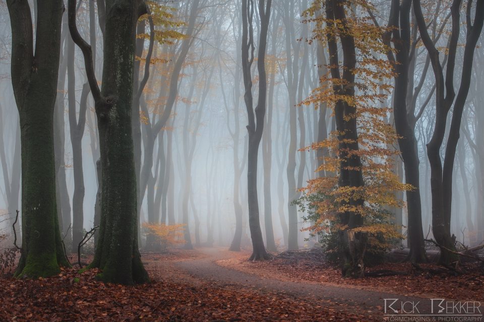 Speulderbos Autumn