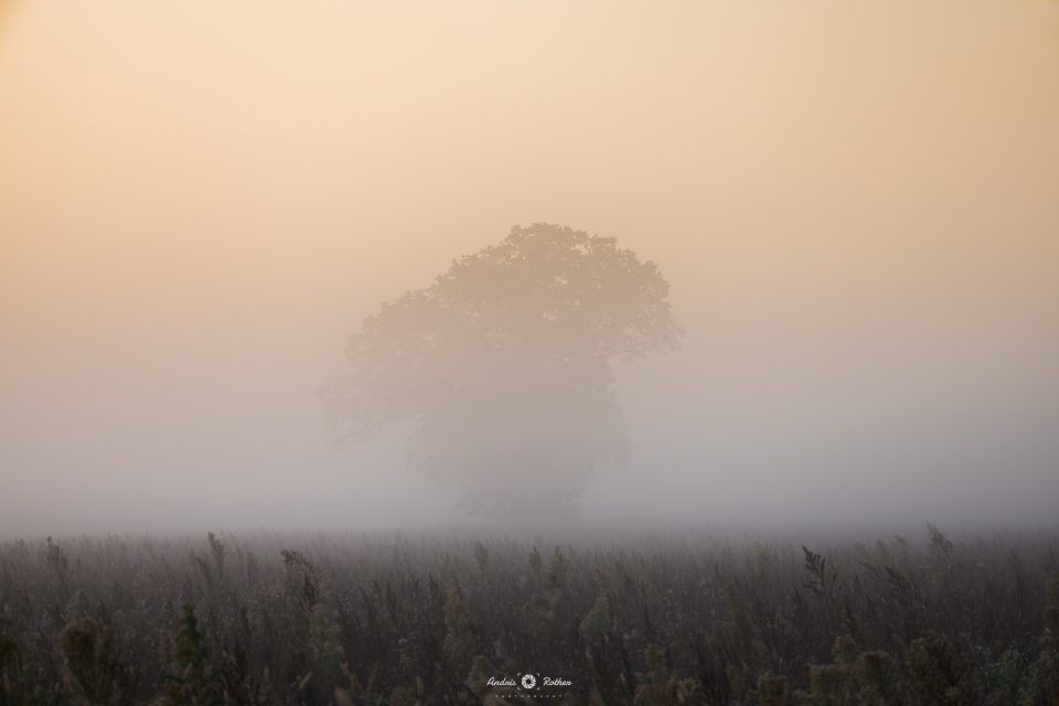 Morgendlicher Bodennebel