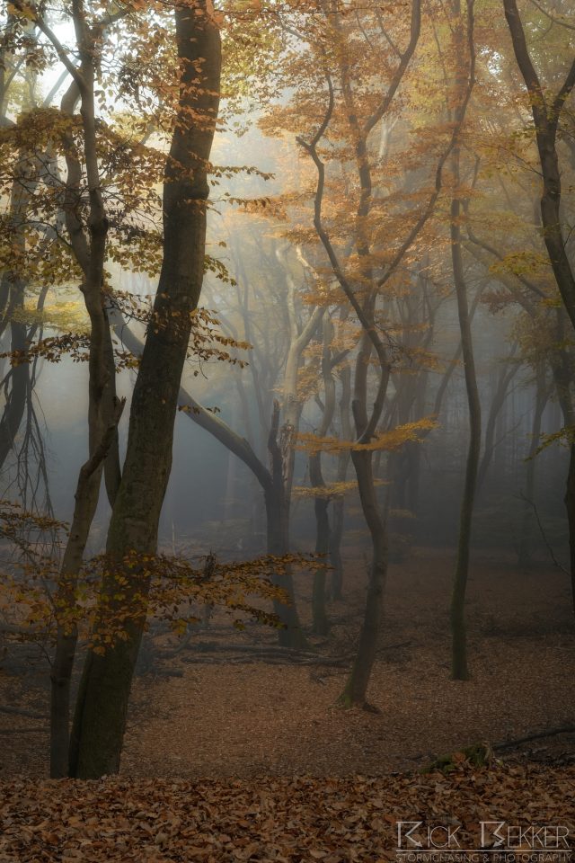 Speulderbos Autumn