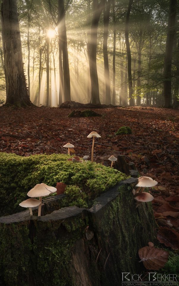 Speulderbos